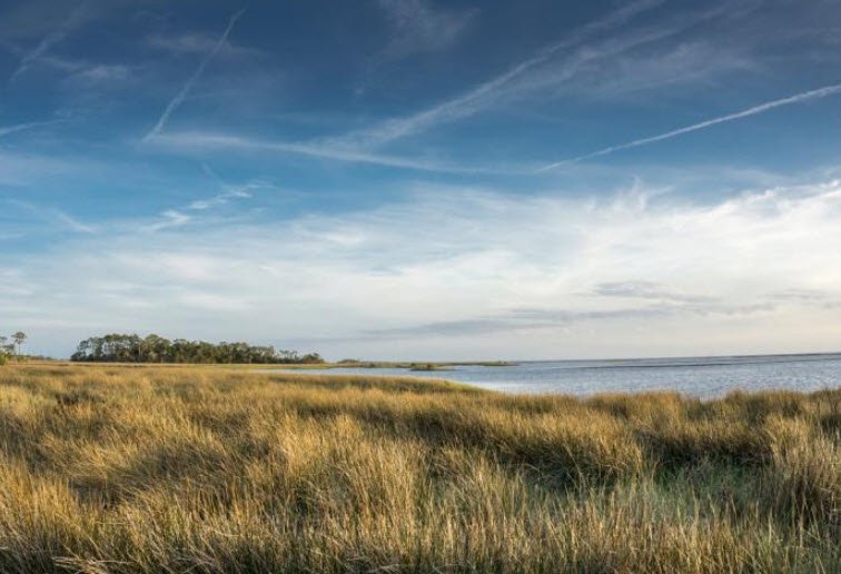 Cedar Key Scrub State Reserve, Florida, USA